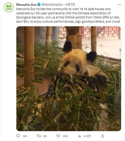 倒计时！动物园为丫丫办告别派对 可能本月月底返回中国