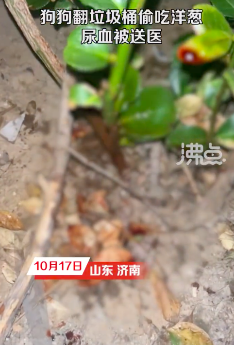狗狗偷吃垃圾桶洋葱致尿血被送医