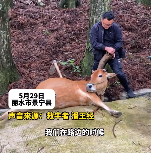 动物的真情瞬间！小牛“搬”救兵 受困母牛在路人帮助下母子团圆