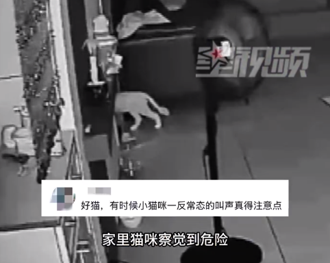 女子刷手机忘关火 猫咪来回跑提醒急得要说话