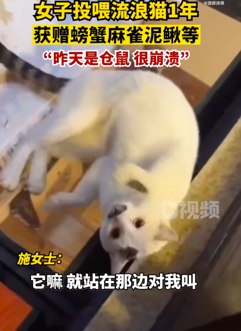 女子投喂流浪猫1年获赠仓鼠