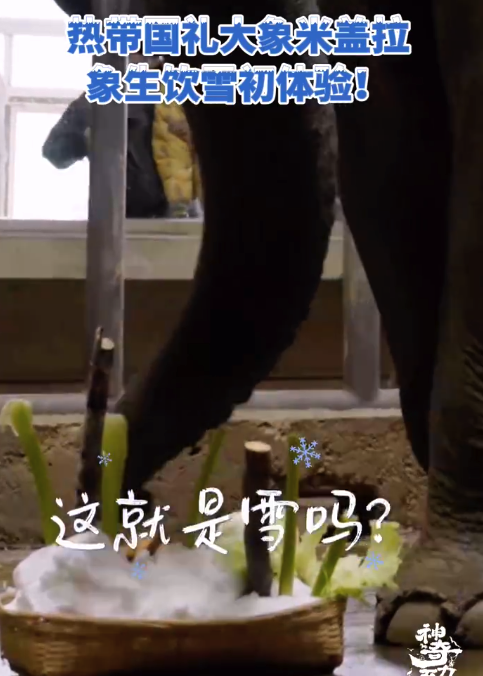 亚洲象在北京第一次吃到雪 