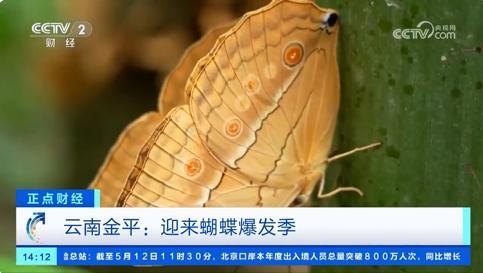 奇观再现 云南蝴蝶提前大爆发