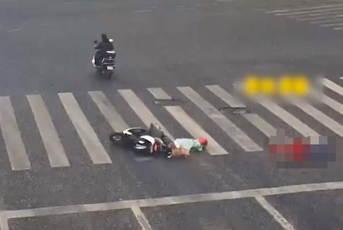酿下惨祸！女子带宠逆行狗子跳车引发交通事故
