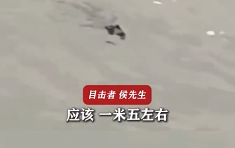 1米5长扬子鳄现身重庆长江边 起初以为是野鸭