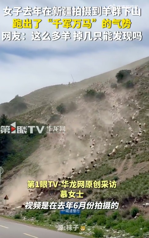 大批羊群集体冲下山坡 画面如“白色洪流”般壮观