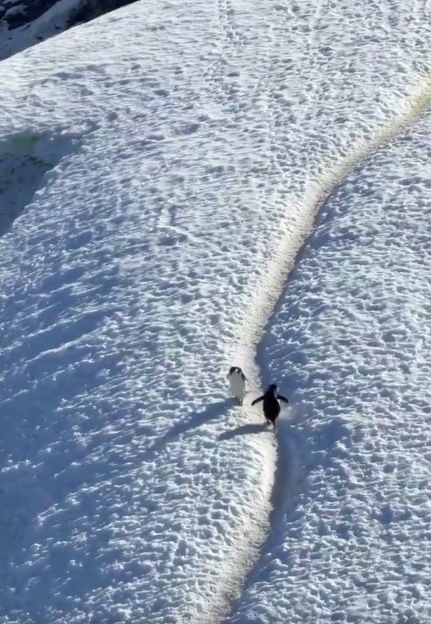 两只内向的企鹅见面但是没打招呼