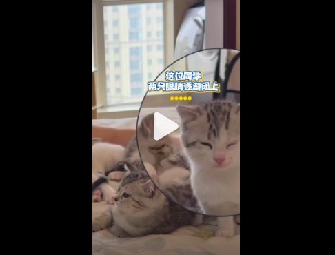 男子讲数学题哄睡一窝小猫 治愈又可爱