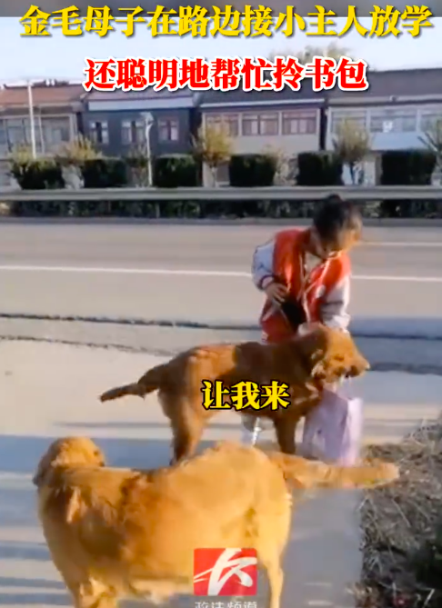 金毛母子接小主人放学还帮拎书包