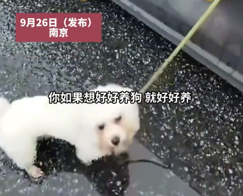 路人怒斥女子开车让宠物狗跟车跑 网友：不爱请别伤害