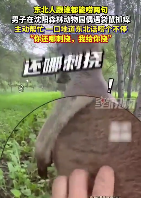 动物园偶遇袋鼠抓痒 男子主动帮忙：你还哪刺挠，我给你挠