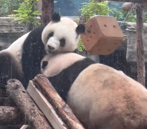 可爱又凶猛！大熊猫姐妹花上演巅峰对决