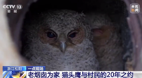 村民家成了猫头鹰托儿所!村民烟囱里养出近100只猫头鹰