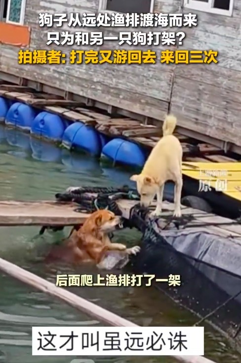 小狗渡海只为打架 如此反复至少三次