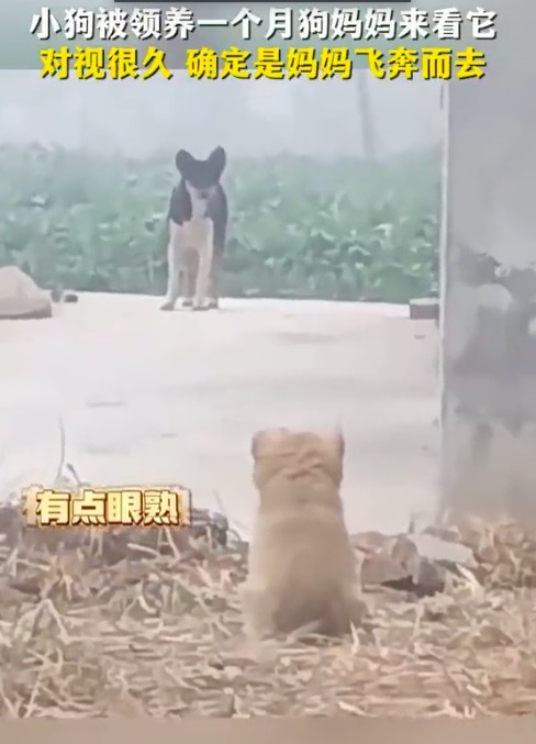 小狗在街上认出姆妈时的响应