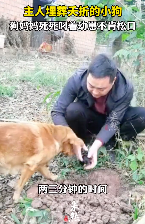小狗夭折狗妈妈死死含住不让埋