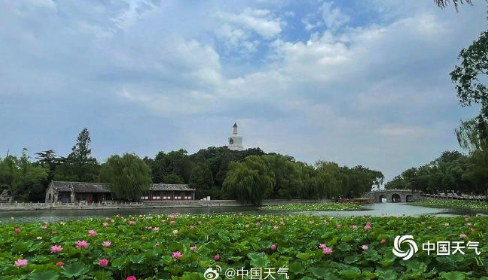 荷花与白塔同框 北京北海公园赏荷正当时