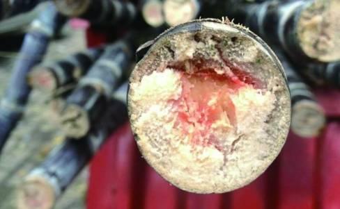 清明前后易出现红心甘蔗 谨防霉变中毒