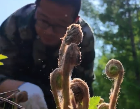  东北大哥采一天野生紫萁顶一个月工资 东北大哥：主要我还得上班，不然……