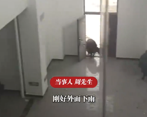 在废弃服务区睡醒被牦牛包围 男子回应