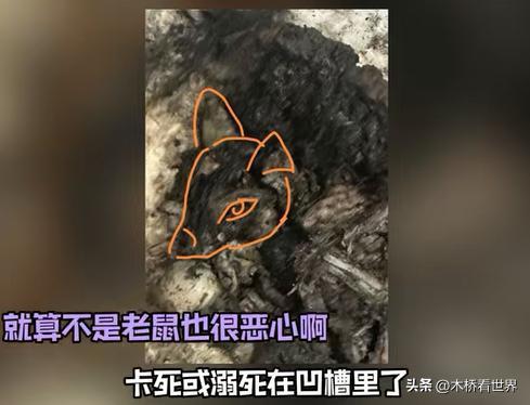 苏州通报"一面馆疑吃出腐鼠" 高价面藏惊人秘密