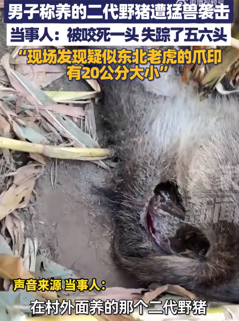 男子称养的二代野猪遭猛兽袭击 当事人回应