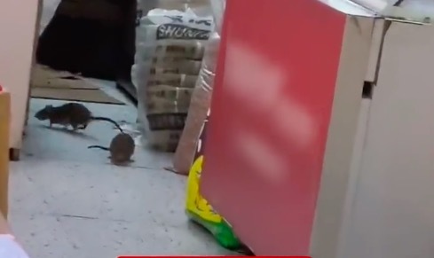 在粉店就餐遇到老鼠开会了 顾客店内吃粉发现超4只老鼠