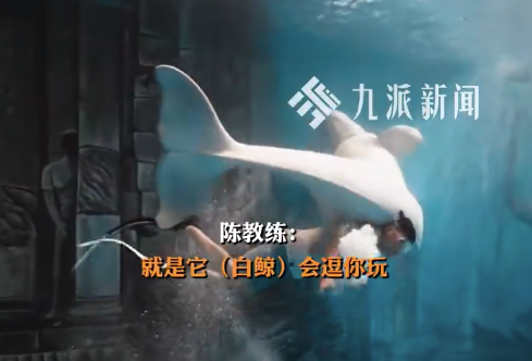 男子体验与白鲸同游 被