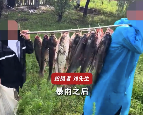 沈阳一水库放水市民扎堆捕鱼 市民捞大鱼串一串抬走