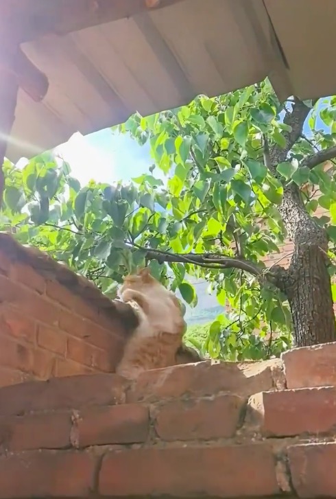 猫就这样前合后仰地过来了