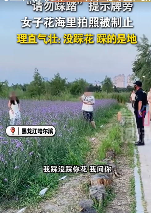 当地谈女子无视劝阻踩踏花海 女子辩称“我踩你花儿了么？