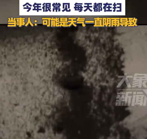 女子家中出现大片黑色虫子 当事人回应