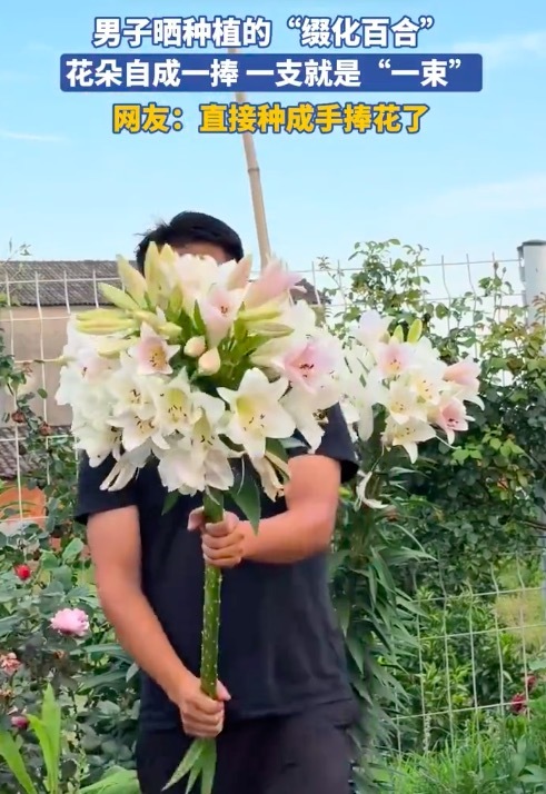 男子晒种植的“缀化百合” 网友：这是开挂了吧