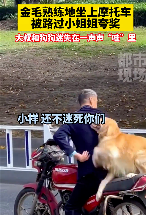 金毛熟练坐摩托车被夸奖满脸傲娇 大爷和狗狗同款等表扬脸