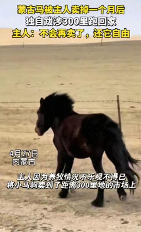 蒙古馬被賣掉后獨自跋涉300里跑回家