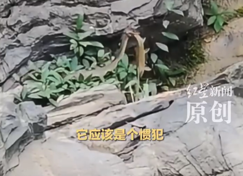 贵州一游客拍下大蛇捕鱼全过程：一般情况下很难及时记录到这类画面