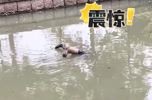 男子骑行路上发现河边有“浮尸” 报警后打捞发现是雨靴