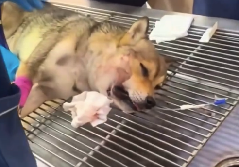 忠犬护主被毒蛇咬伤主人全力救治 十余天后狗狗状态好转成功救回