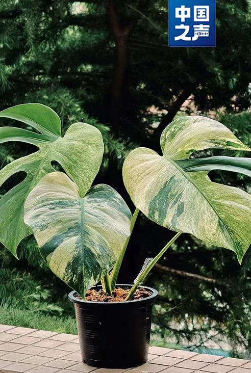 这种热植一片叶子卖上万元 “锦化”现象推高价格