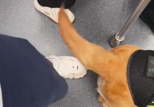 男子被地铁警犬理疗了两站路 警犬小七上半身认真执勤尾开雨刮