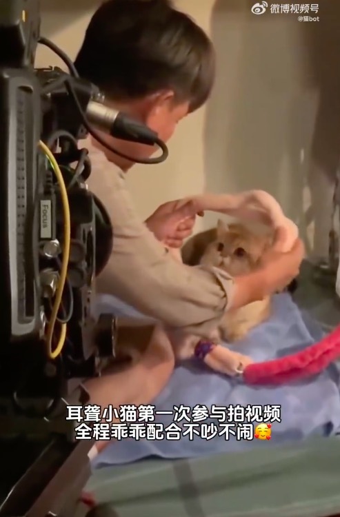 耳聋小猫因为很乖被导演选中 治愈到了!