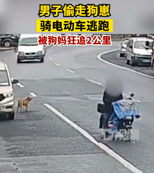 狗崽被偷狗妈妈一路狂追