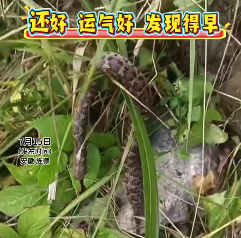 男子发现毒蛇本能反应一刀砍下蛇头：还好运气好发现得早