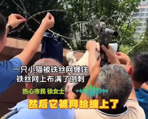 孕妇坚持救下被铁网刺伤的怀孕母猫 ​网友：生命垂危的猫妈妈遇见心软的准妈妈