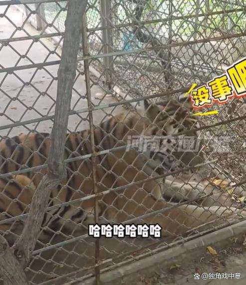 虎王发呆被游客吓得“虎躯一震” 百兽之王也有萌态