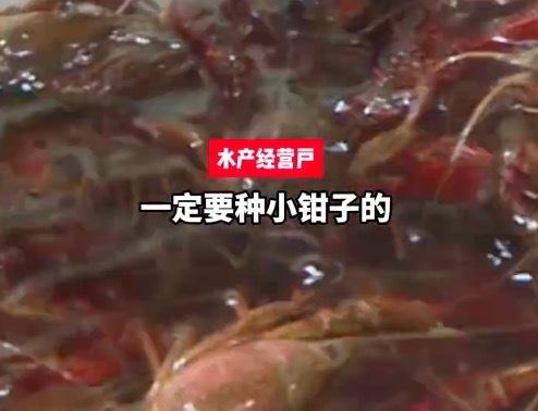 夜宵界的“扛把子”小龍蝦正大量上市,，買小龍蝦選鉗子小的