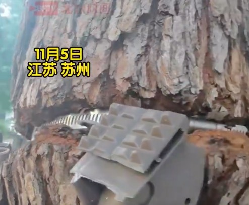 绿化树遭铁环深勒树皮断裂 当地回应多棵绿化树遇紧箍咒
