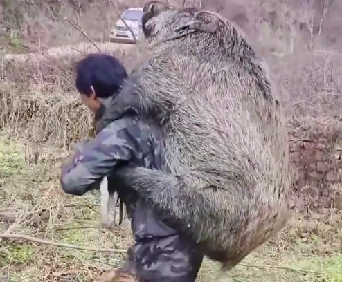 护农队逮到只“超重”大野猪 网友：目测至少一二百斤有力气！