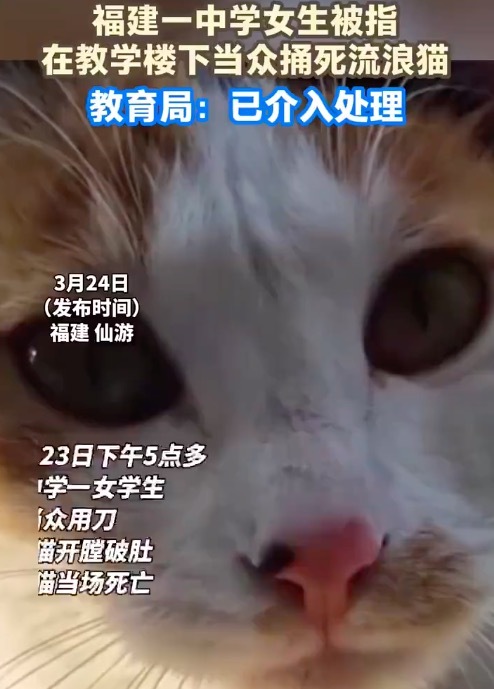 福建仙游一中学附近接连有猫被害 警方回应