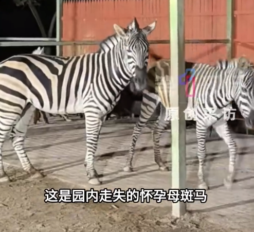 广西一动物园多只动物下落不明 动物园:草食动物已全部被冲散,部分猛兽不幸溺亡